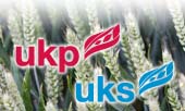uk wheat specifications