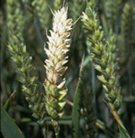 fusarium mycotoxins