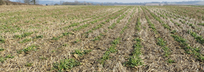 Oilseed rape diseases