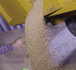 grain storage mycotoxins